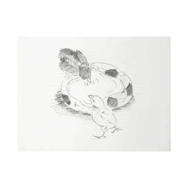 Bebedero para pollos